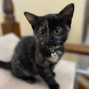 Meet your Posher, Kara